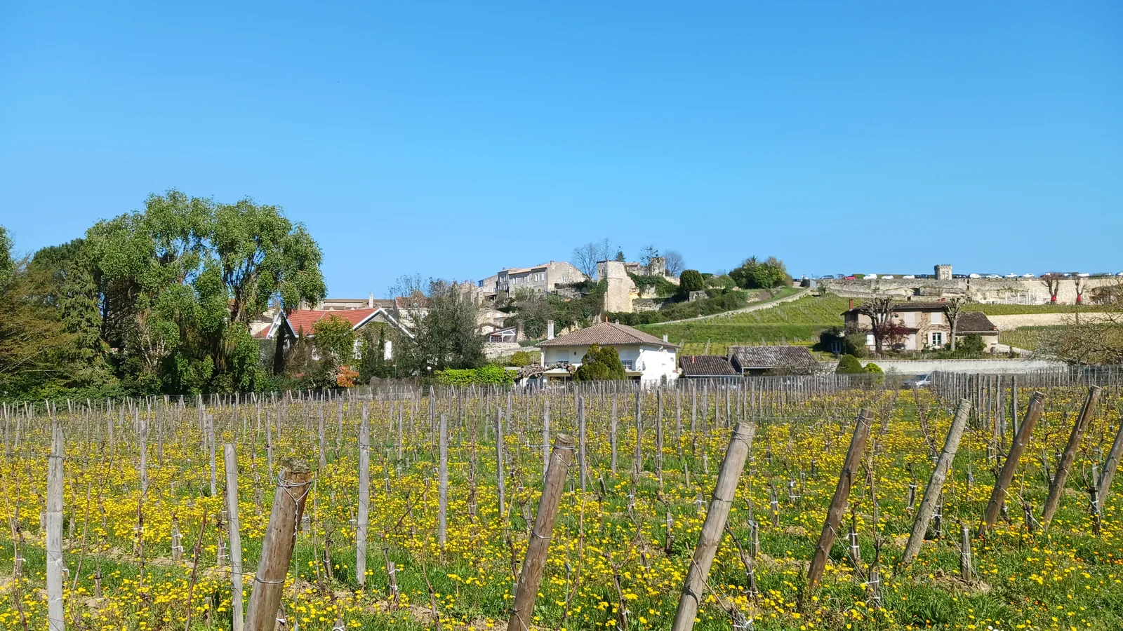 Vignes en fleurs au printemps avec, au fond, le village de Saint-Émilion sous un ciel bleu.